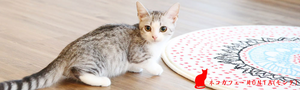 Neko Cafe Monta